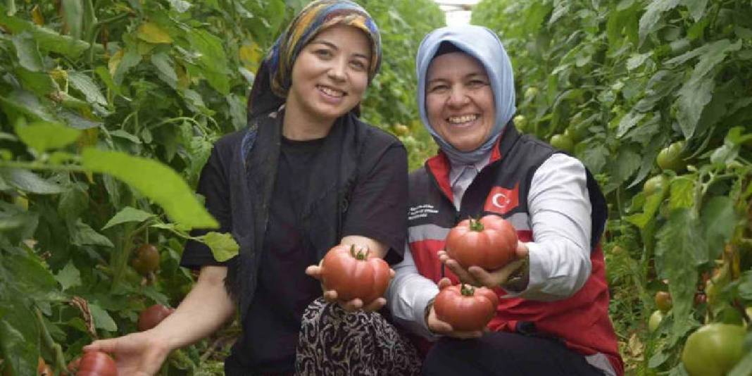 Üretimde aktif kadın eli! 550.000 ton ürün bekleniyor 1